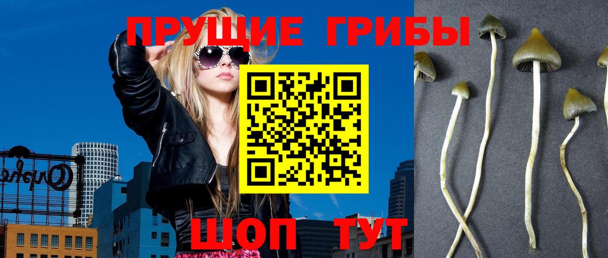 Псилоцибиновые грибы GOLDEN TEACHER  Вход с VPN  Псилоцибиновые грибы Psilocybe  Лосино-Петровский 